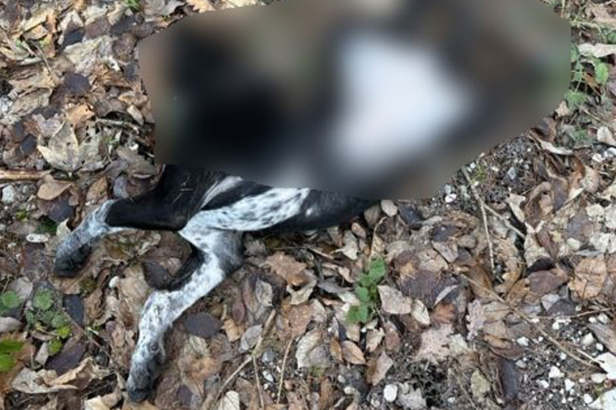 Grünenplan – Tote Hündin auf Wanderparkplatz gefunden