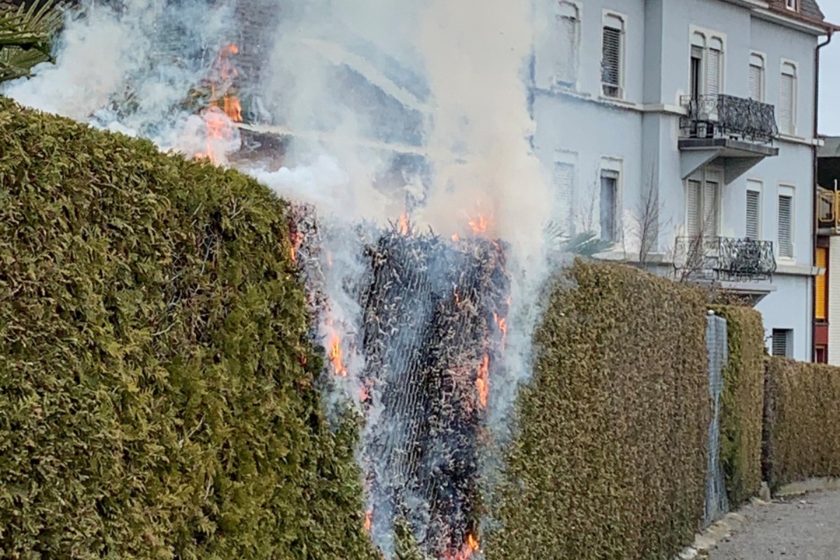 Rorschach SG-  Thuja Hecke brannte