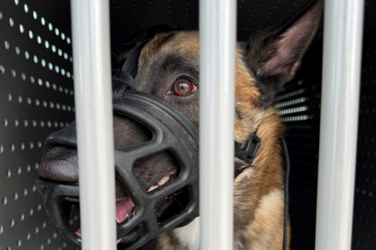 Dortmund – Ermittlungen nach Video von misshandeltem Hund