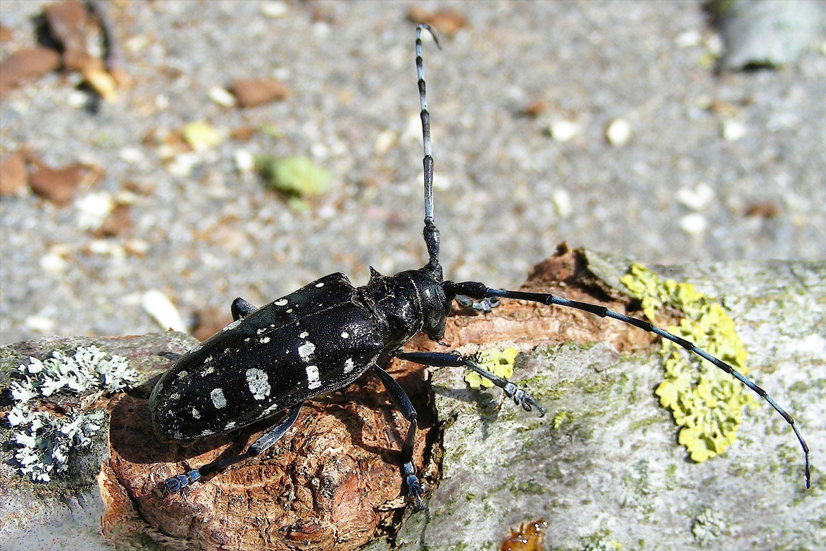 Zell LU – Der Kampf gegen den Asiatischen Laubholzbockkäfer