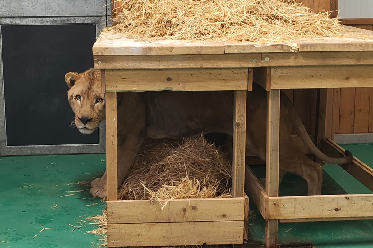 Maßweiler – Zoll begleitet Einfuhr von gerettetem Löwen