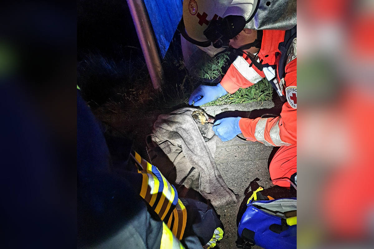 Schalksmühle – Drei tote Katzen und ein toter Hund nach Brand