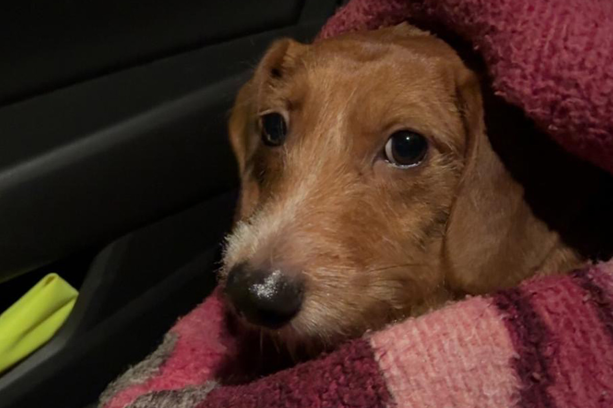 Neum-nster-Polizei-findet-ver-ngstigten-Dackel