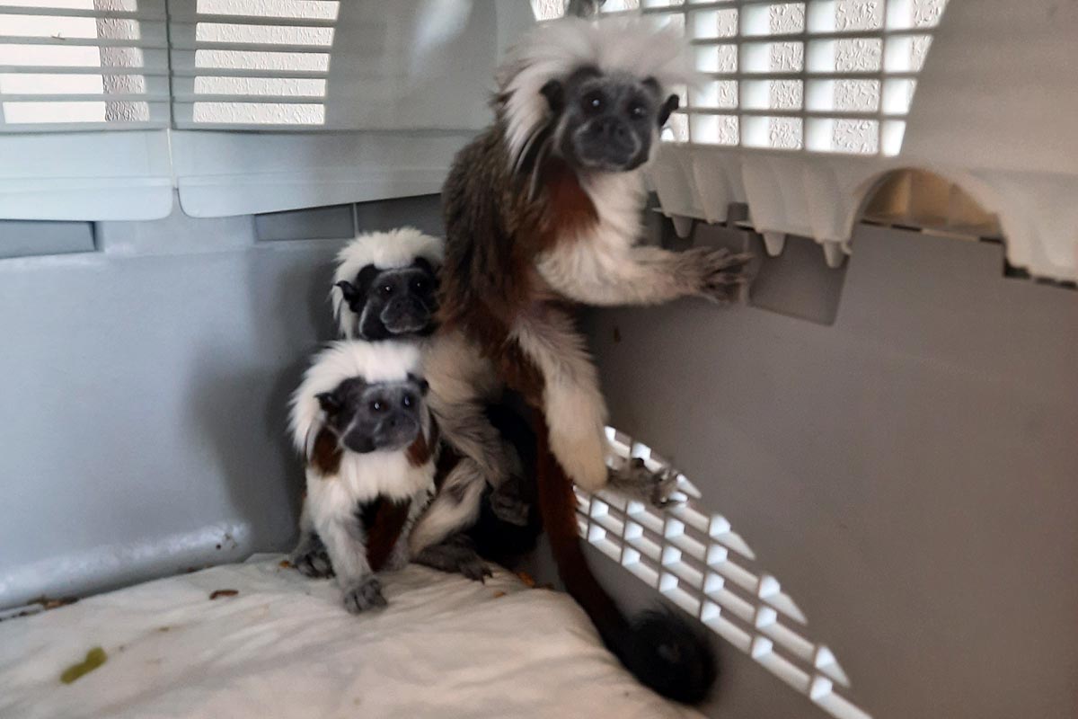 Erfurt - Frau verkaufte Affen die sie zuhause züchtete!