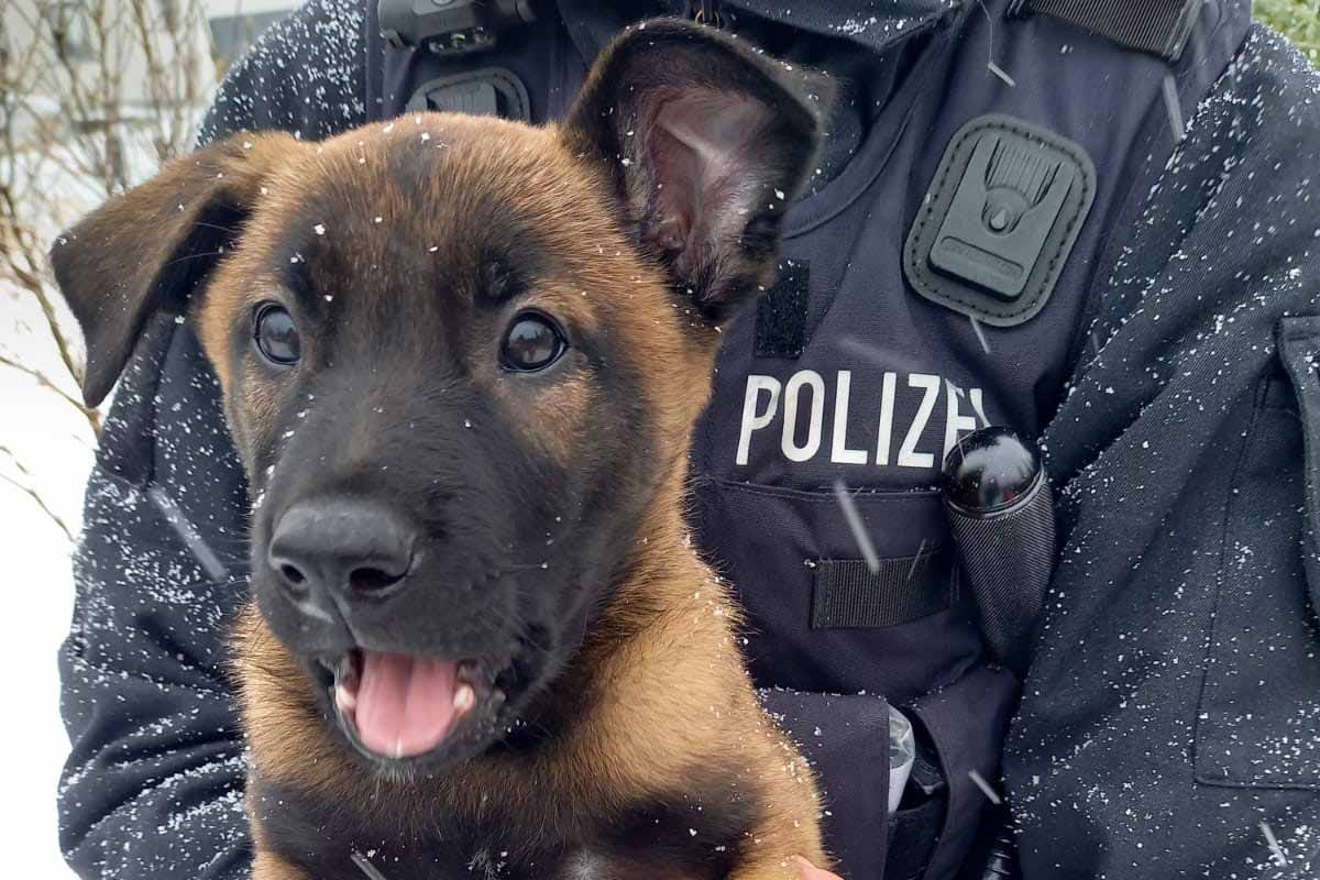 Hagen - Neue "Polizistin" Akela angekommen