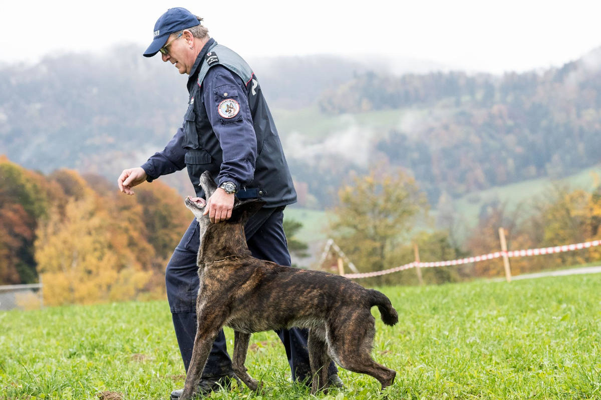 Diegten BL - „Macho“ gewinnt die Polizeihundeprüfung