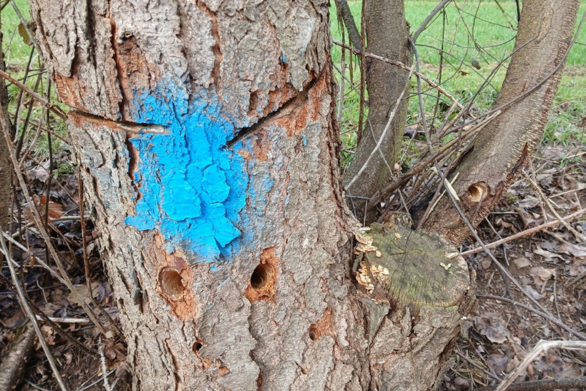 Kirchheim – Unbekannte beschädigen Bäume durch Schnitte