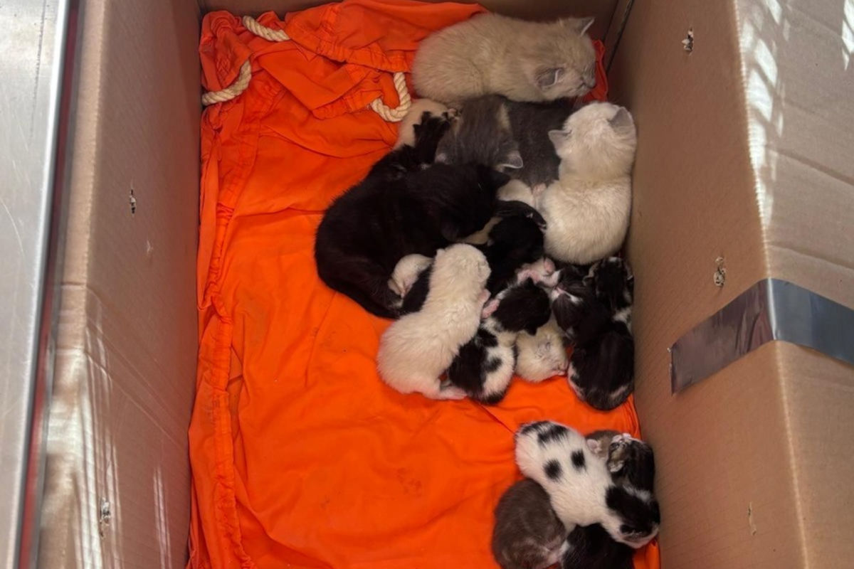 Bremen – 23 Katzen in Kartons ausgesetzt