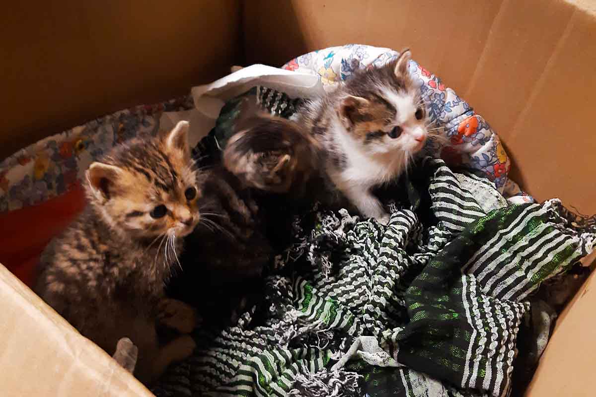 Leipzig - Drei ausgesetzte Katzenbabys gefunden