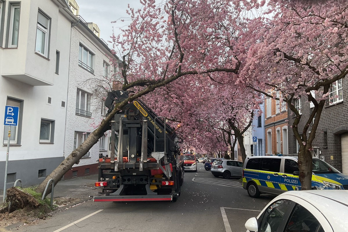 Dortmund – Lkw bleibt hängen und entwurzelt Kirschbaum