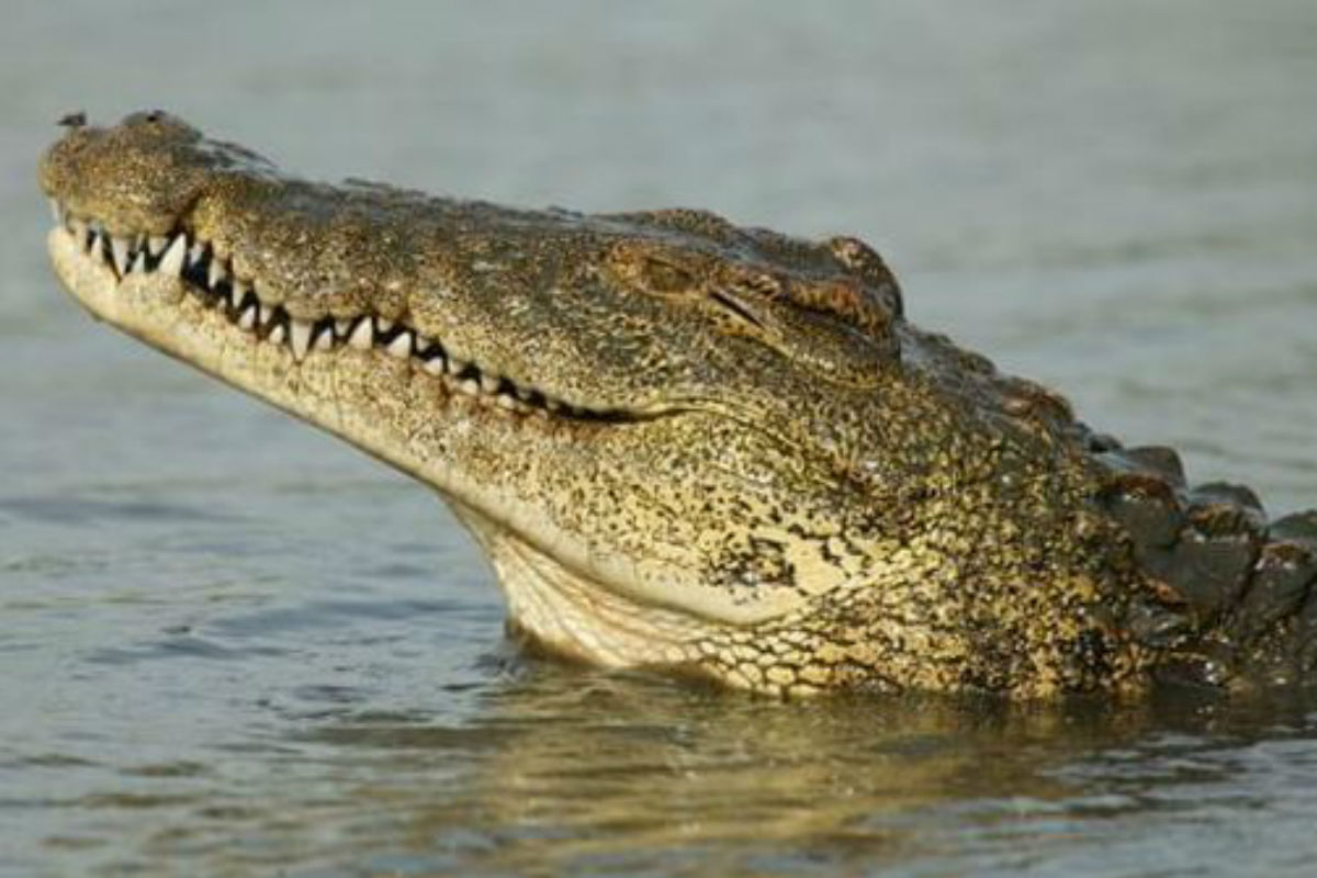 Orosei - Krokodil wird vermisst - Bevölkerung wurde gewarnt!