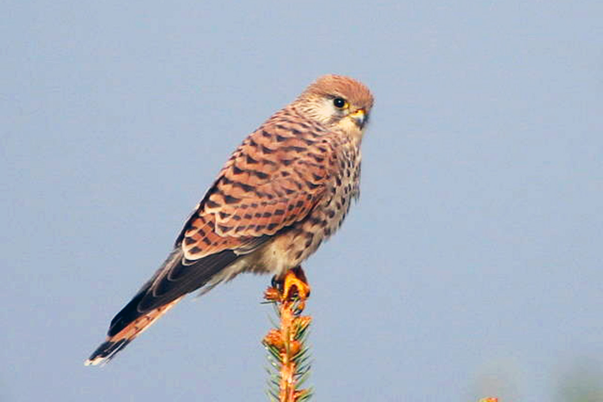 Zittau - Bundespolizisten leisten Erste Hilfe für Turmfalken