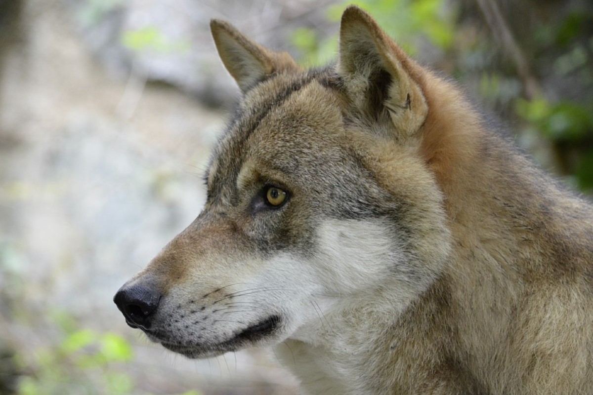 Kanton Glarus - Leitwolf des Kärpfrudels darf reguliert werden