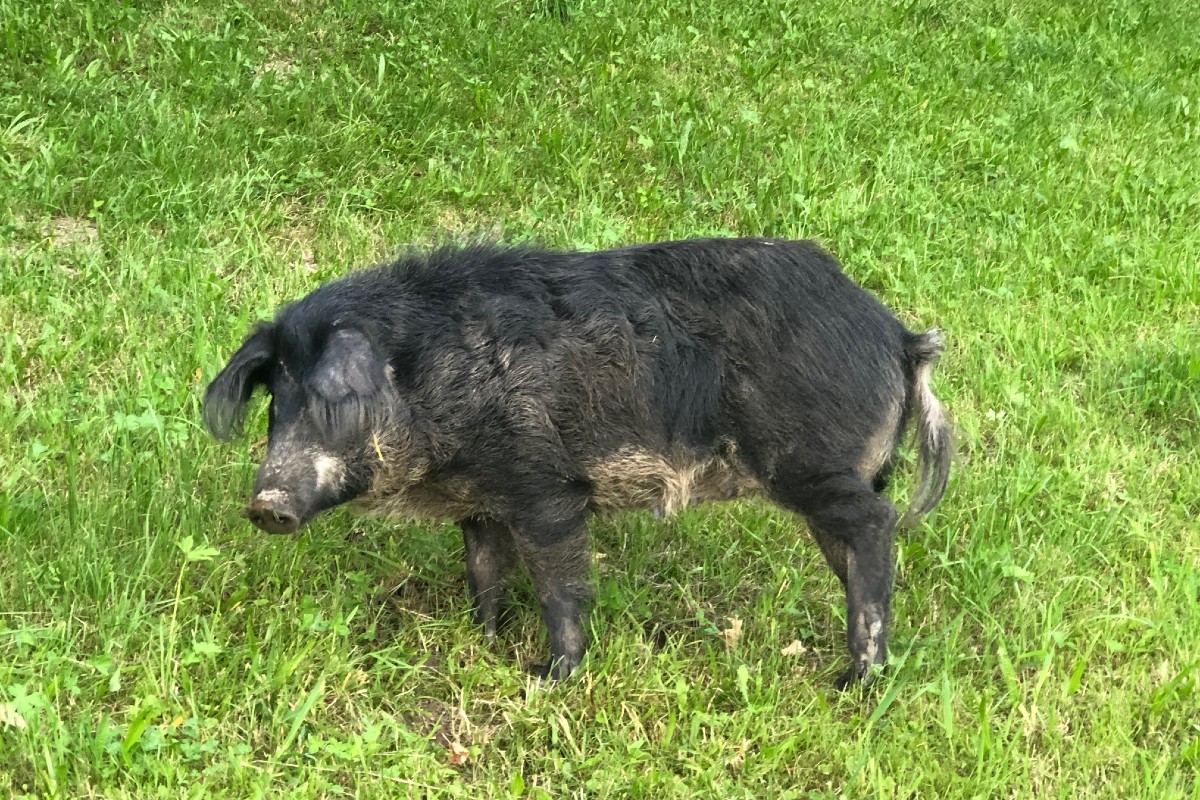 Tierischer Unfall in Heiden AR - Schwein aus Anhänger gefallen - Tier musste erlöst werden