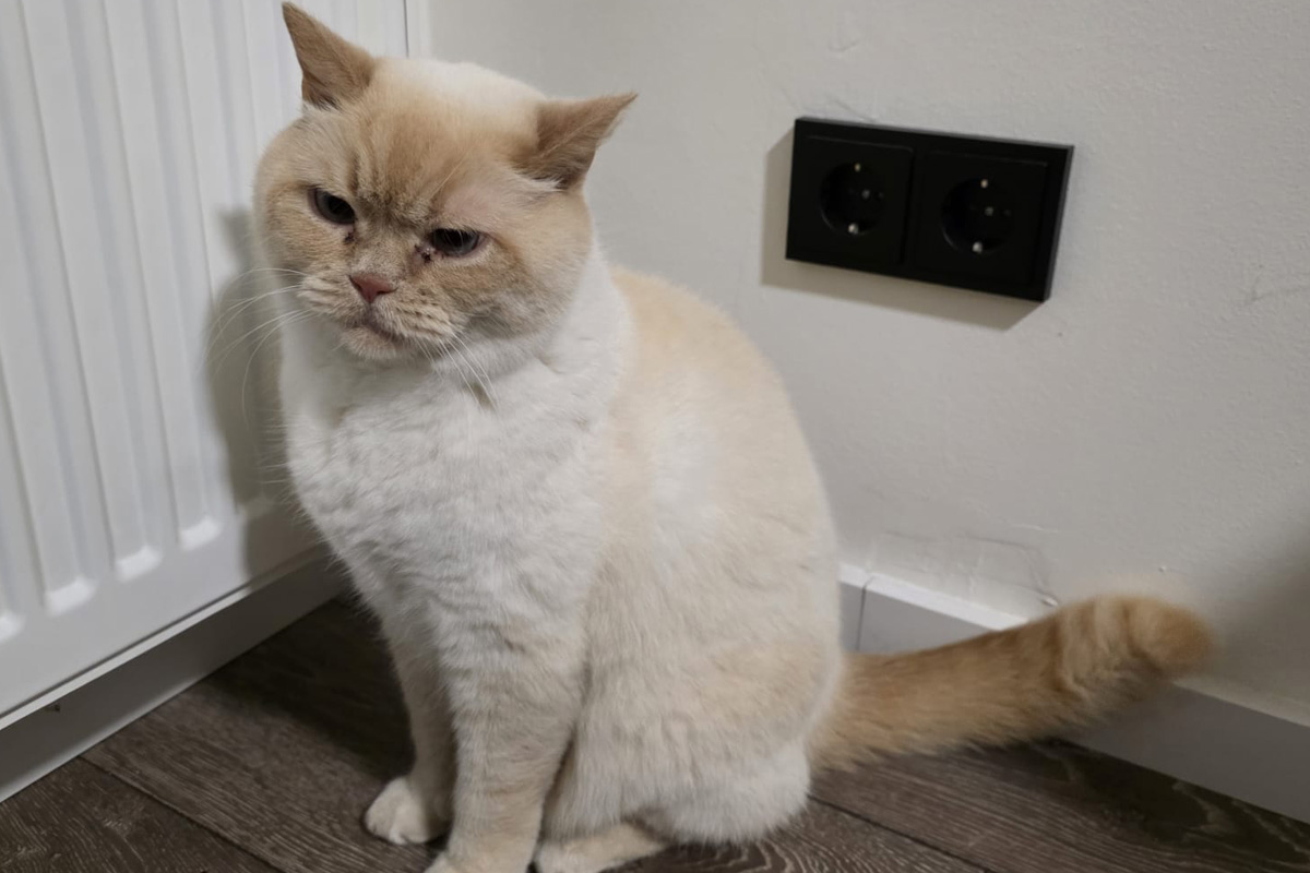 Herdecke – Katze löst Feuerwehreinsatz aus