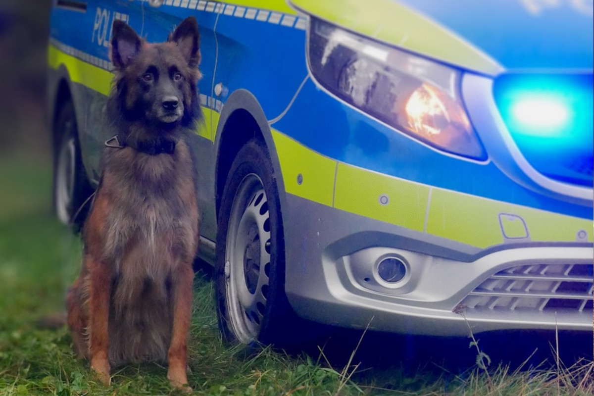 Hagen – Einbrecher dank Polizeihund Turbo gefasst