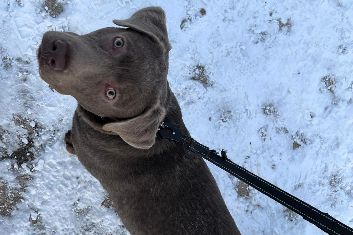 Erfurt – Halter nach Fund eines herrenlosen Hundes gesucht