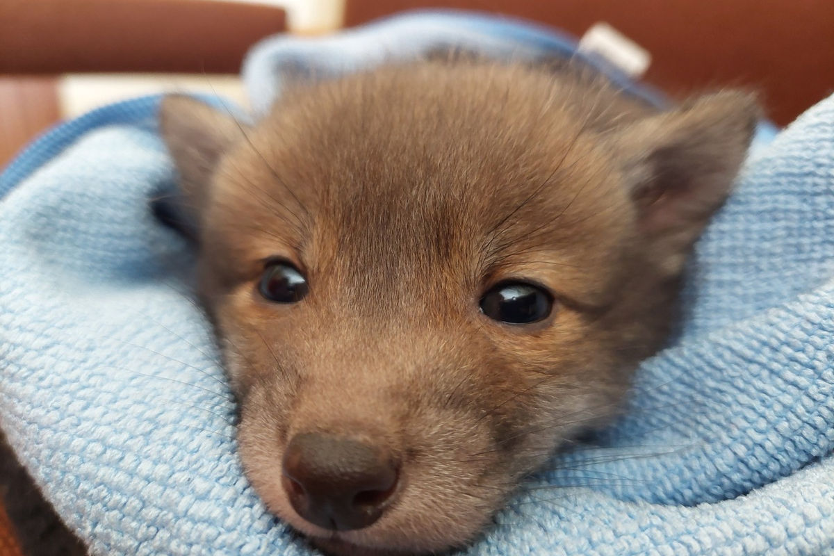 Salzgitter – Hundebesitzer findet Fuchswelpen