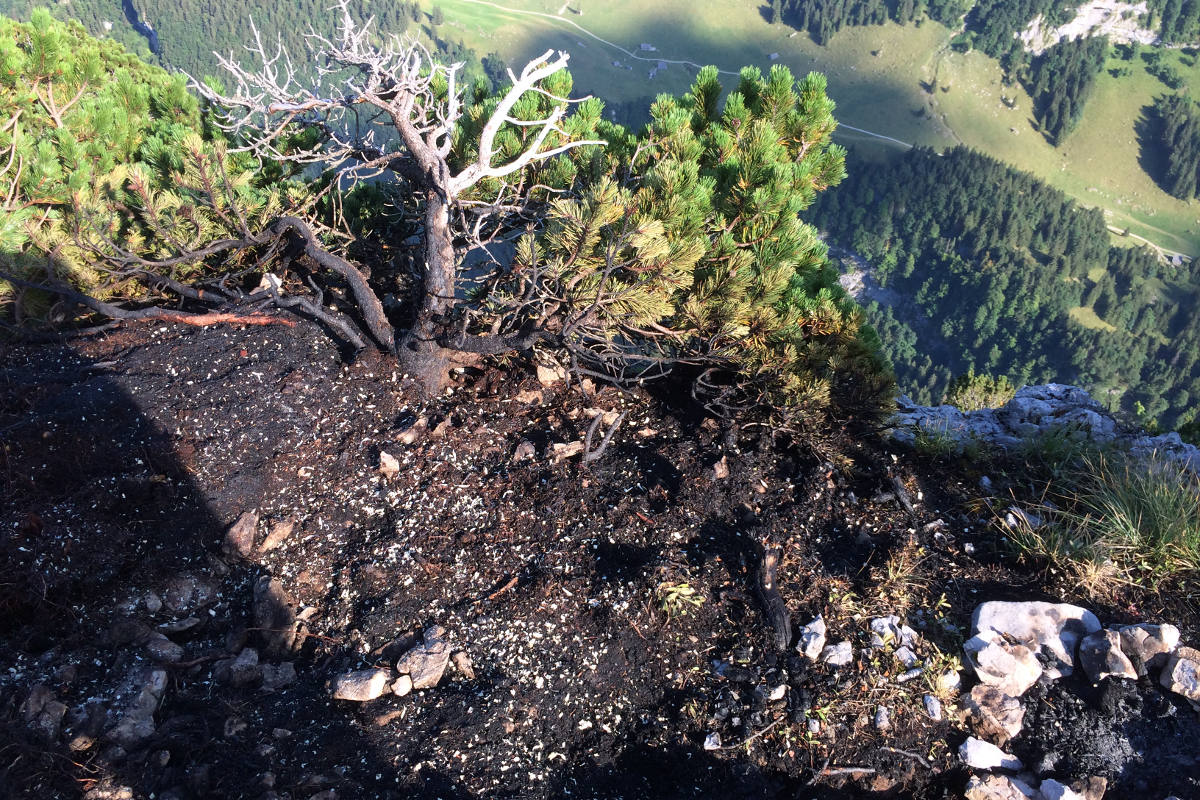 Alp Chlus AI - Föhre in Brand geraten
