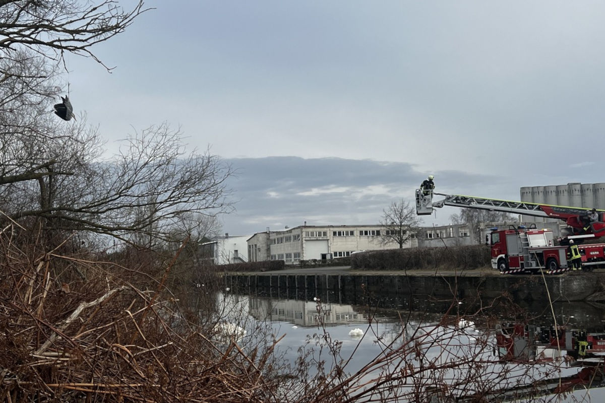 Malchin – Fischreiher aus misslicher Lage befreit