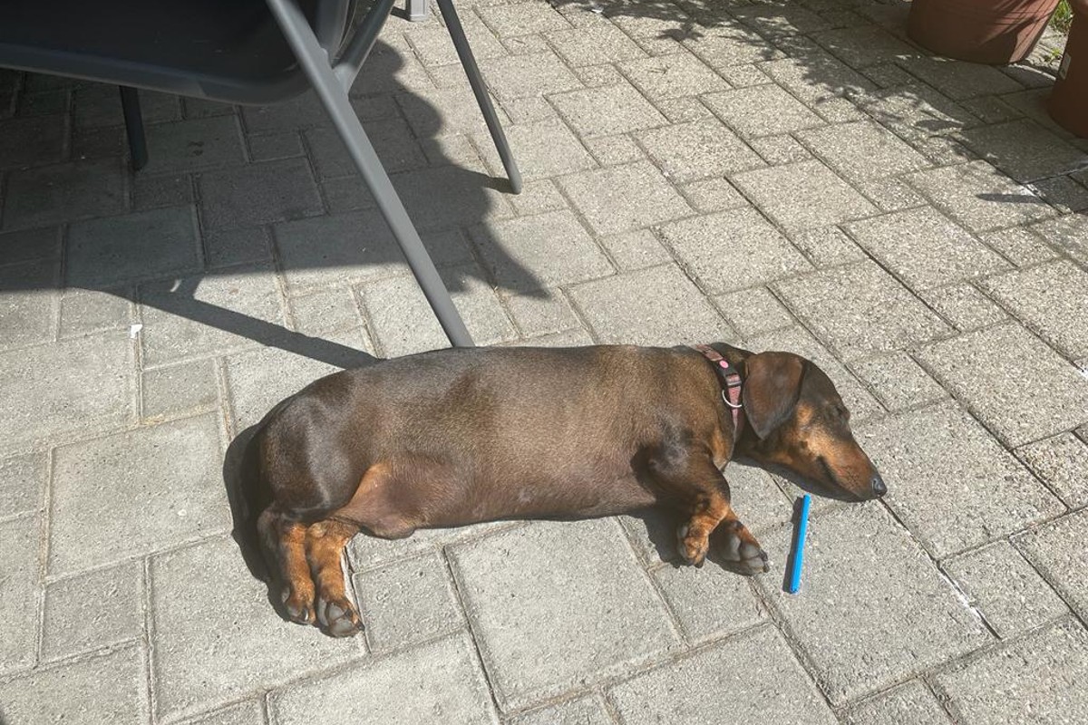 Hitzefalle Auto - Was tun? 