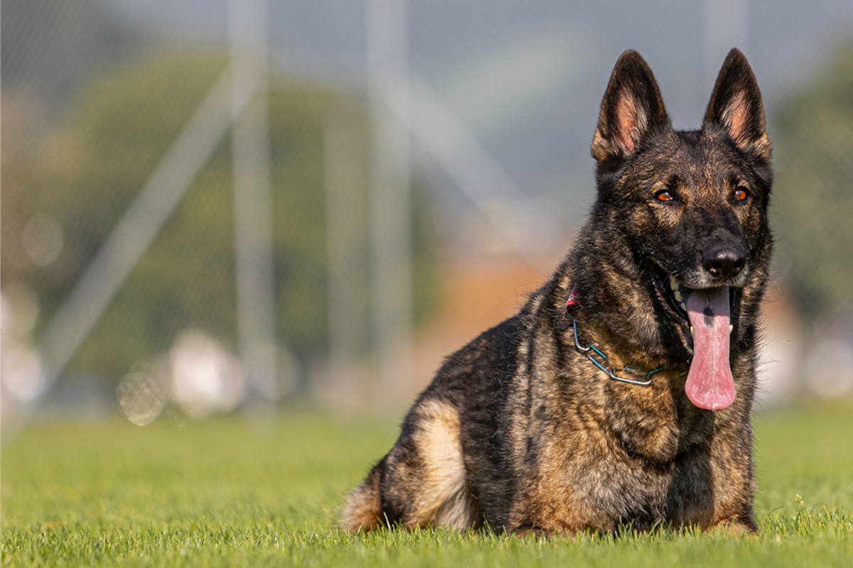 Sachseln OW – Polizeihund Quandos stellt drei mutmassliche Einbrecher