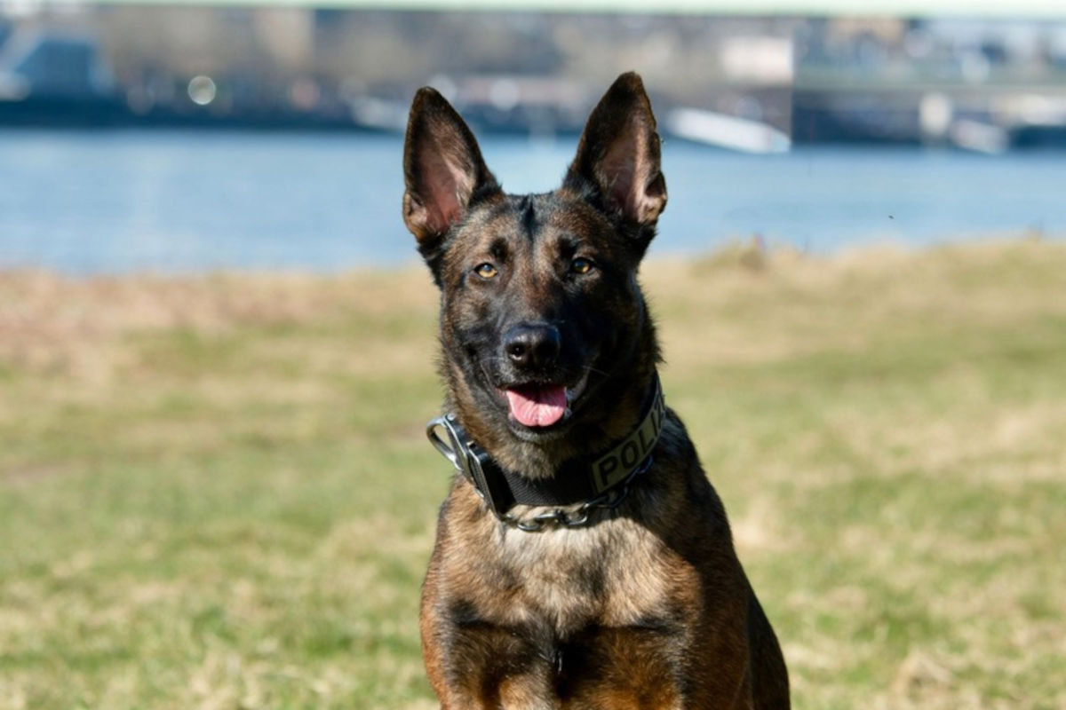 Köln – Rollerdieb dank Polizeihündin geschnappt