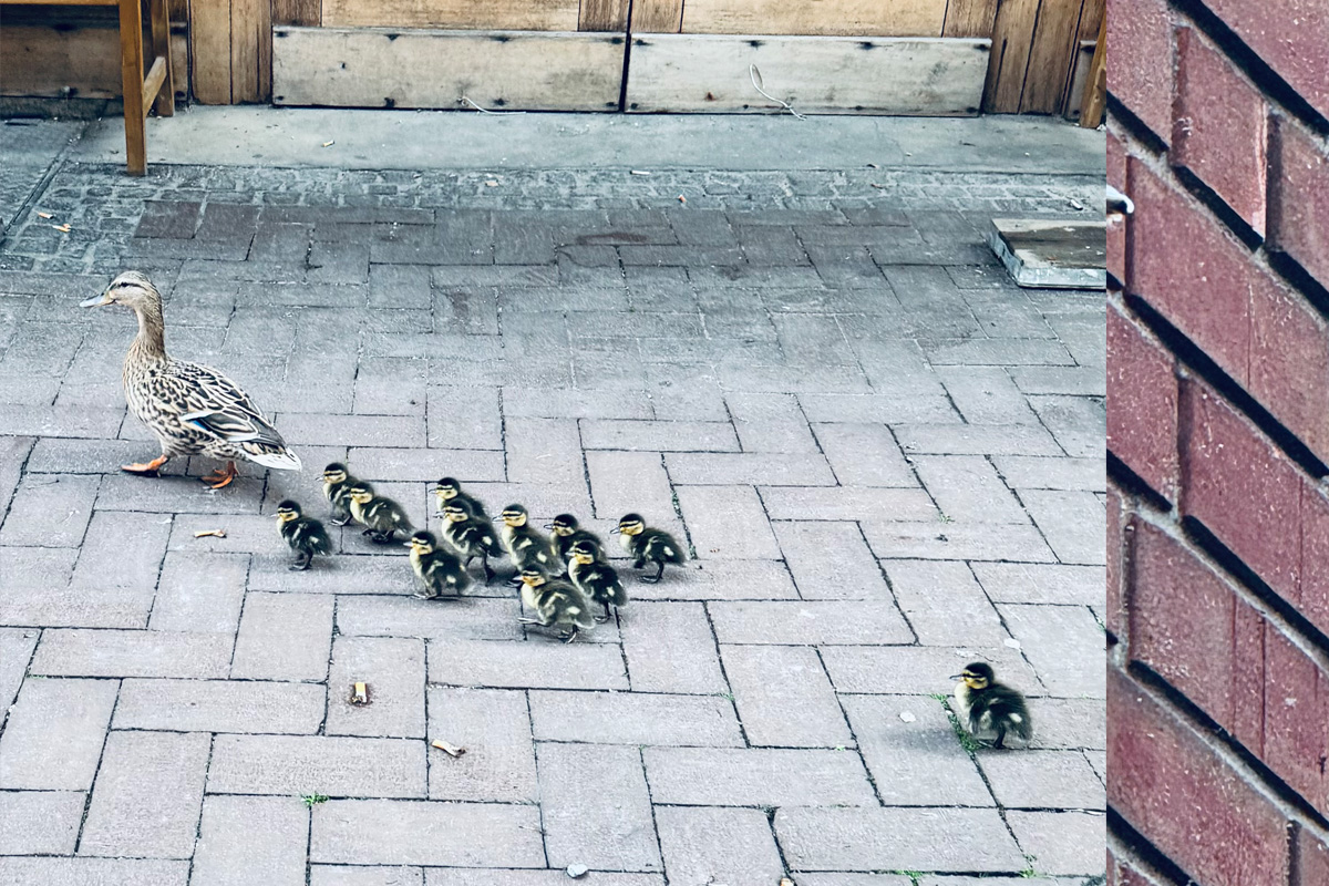 Dinslaken – Feuerwehr rettet Entenfamilie von Hausdach