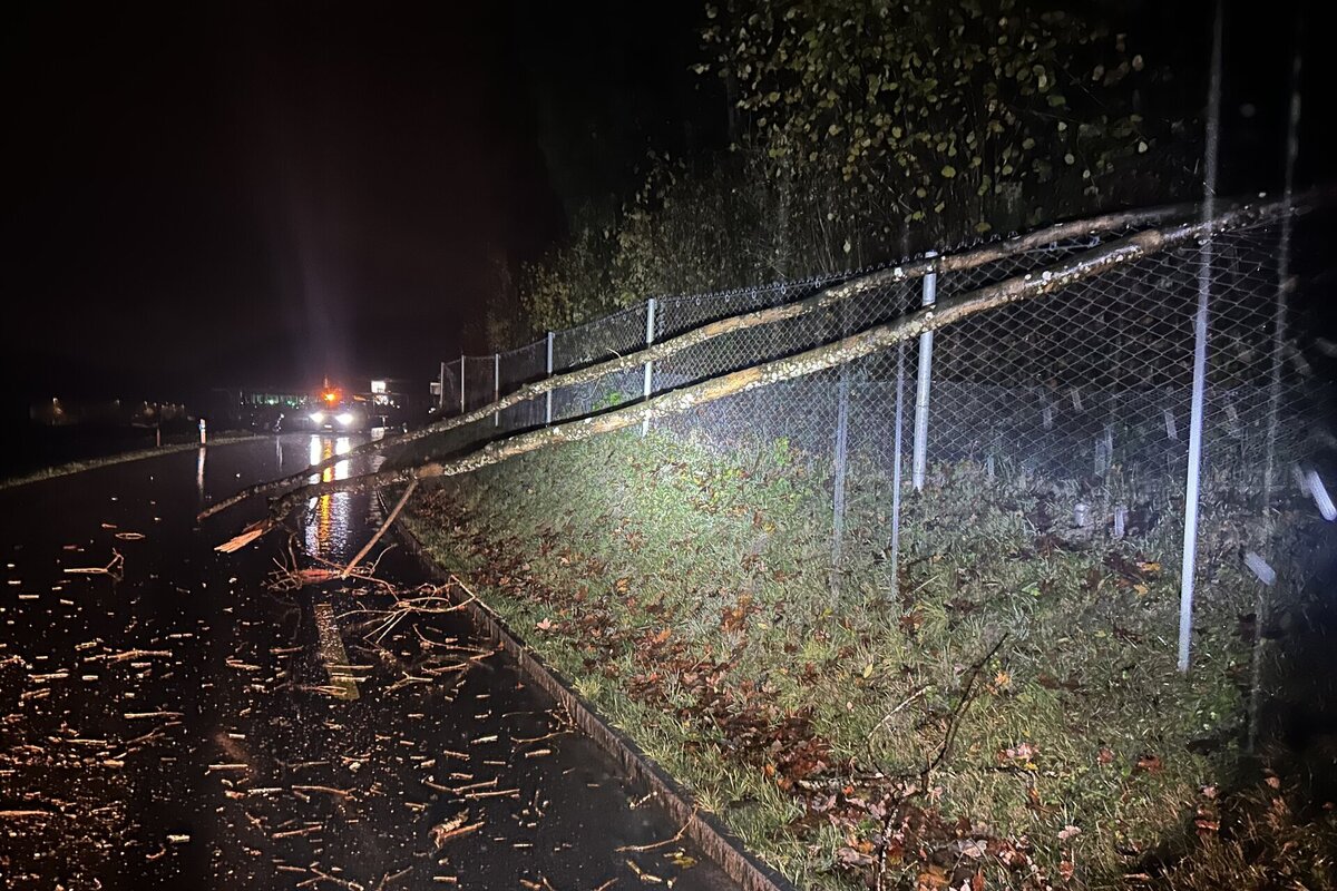 Stadt Schaffhausen - Rollerfahrer verunfallt aufgrund eines umgestürzten Baumes 