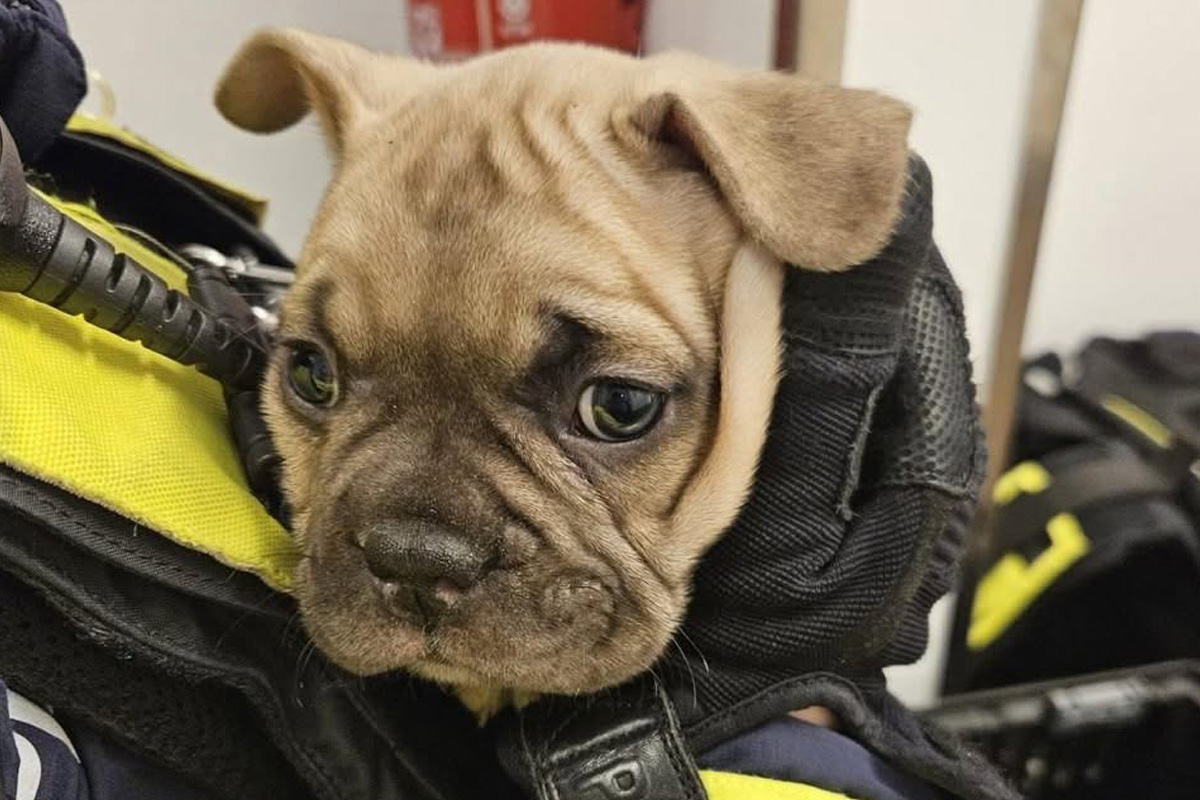 Berlin – 14 Hunde aus Kellerverschlag gerettet