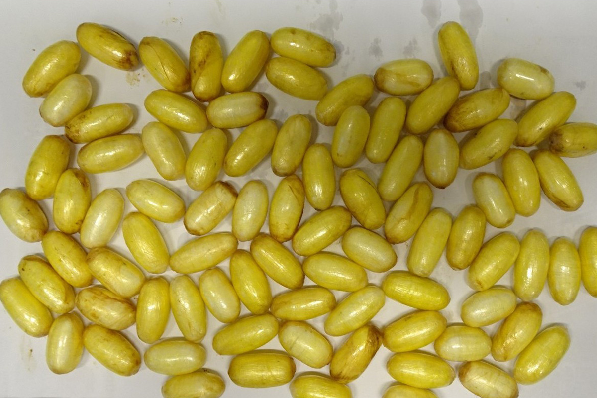 Wien – Bodypacker mit über einem Kilo Kokain festgenommen