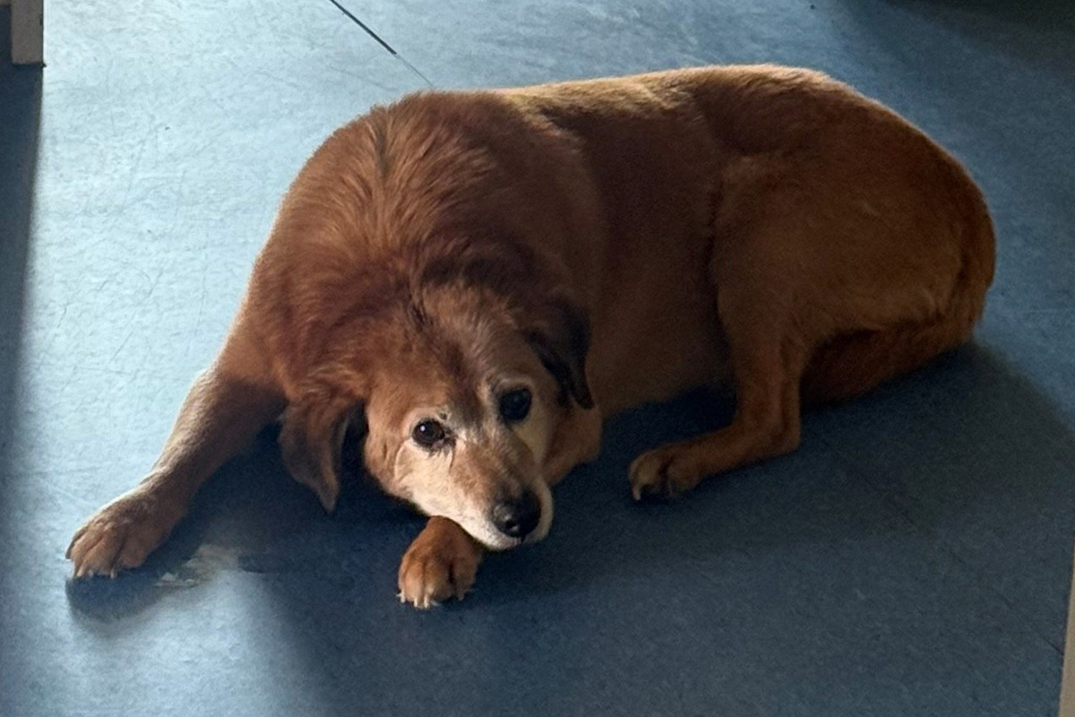 Zeugenaufruf Birkenfeld – Hund ohne Besitzer in Obhut der Polizei