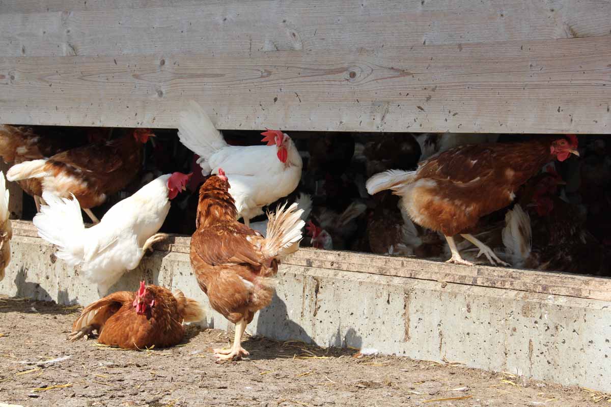 Erster Fall seit mehr als zehn Jahren im Appenzell Ausserrhoden - Junge Hühner auf Anweisung des Veterinäramts getötet und entsorgt