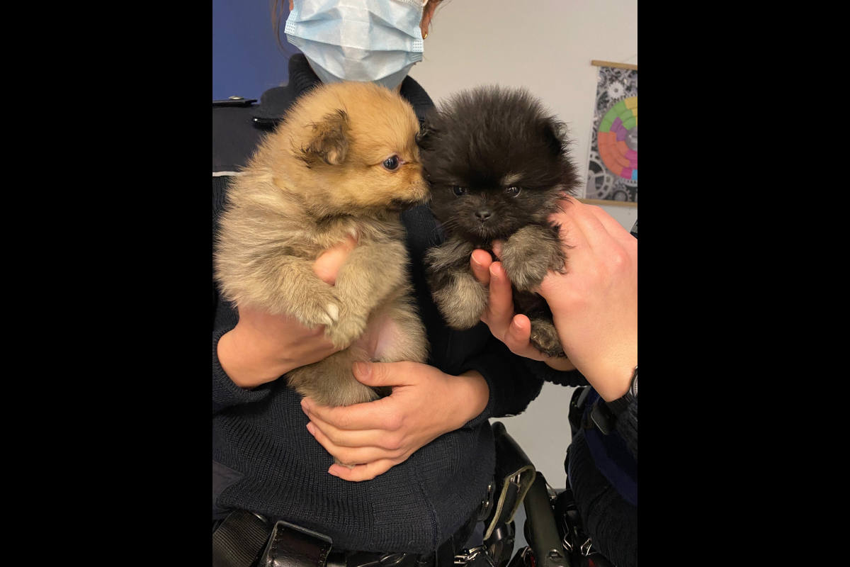 Mainz-Lerchenberg – Polizei rettet Welpen aus Wohnung