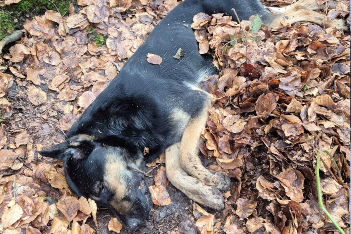 Karlum – Hund hilflos im Wald gefunden