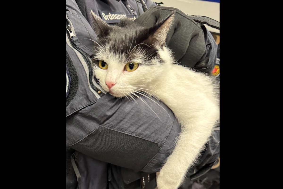 Bremen-Vierbeiniger-Schwarzfahrer-zur-ck-bei-Besitzern