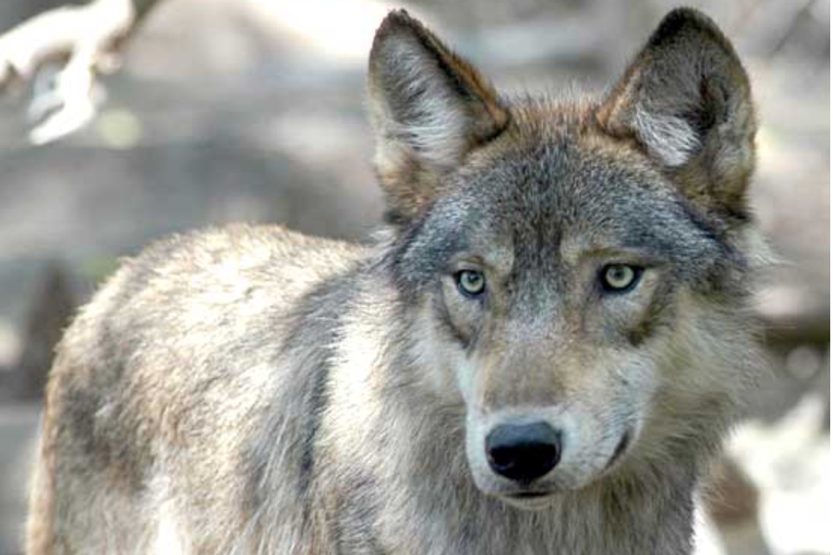 Lumino TI - Wolf abgeschossen