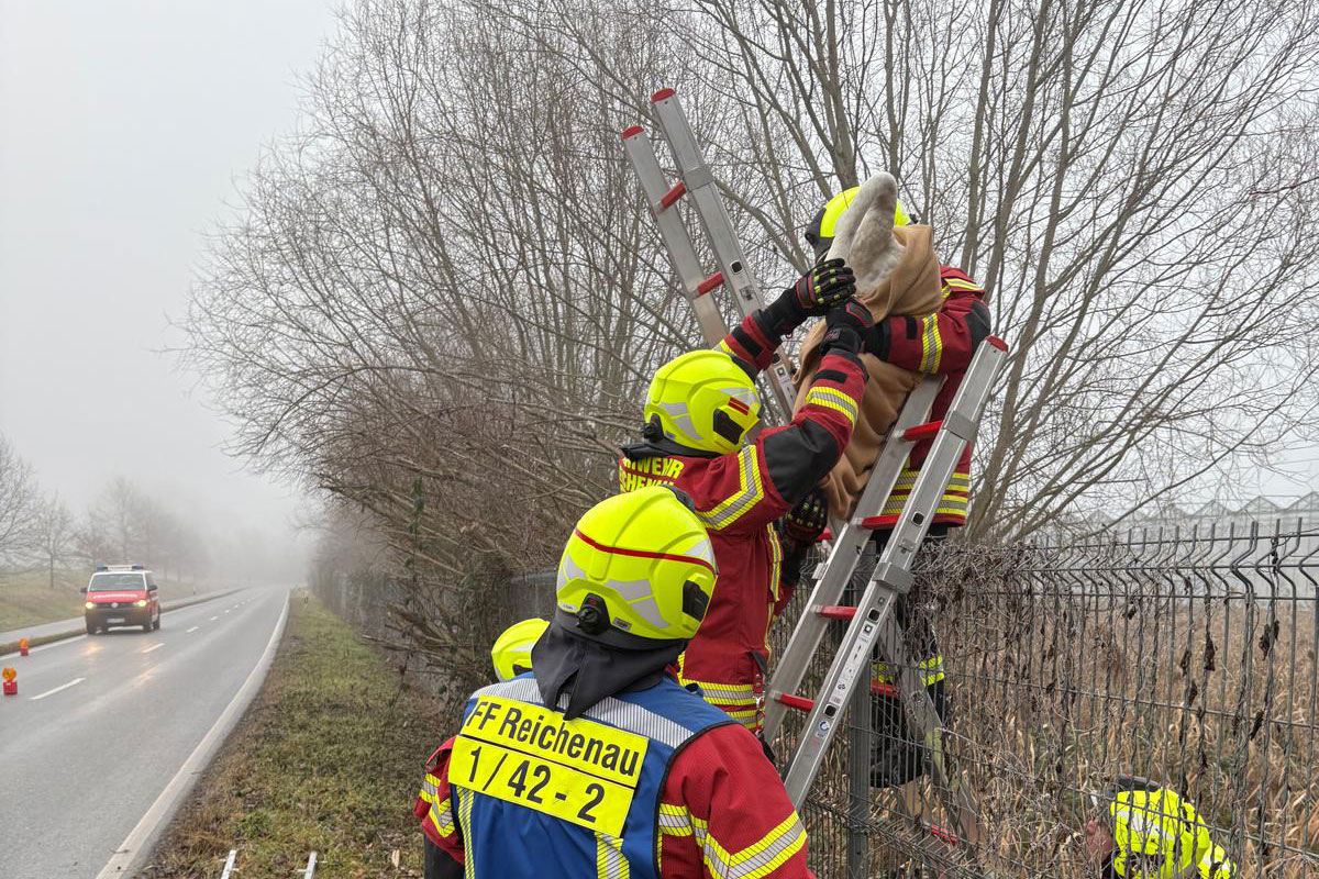 Reichenau – Feuerwehr rettet verletzten Schwan von Bahngleis