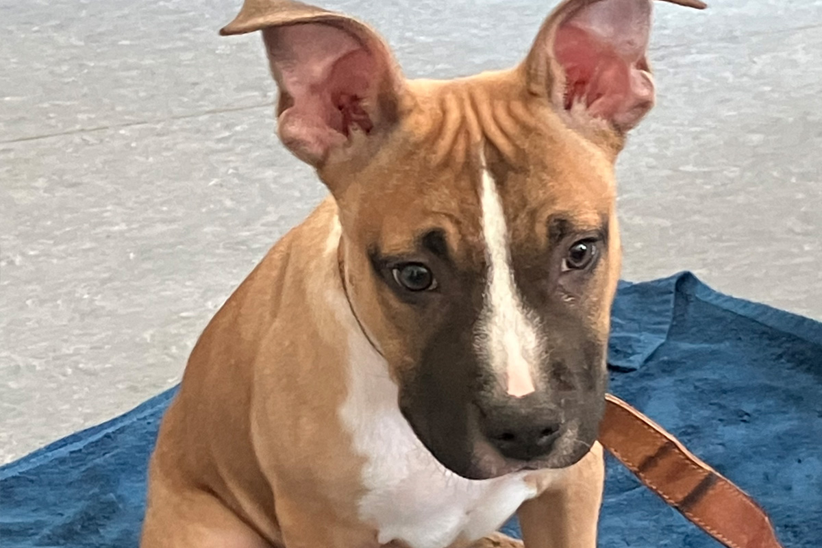 Nieder-Olm – Hundewelpe ausgesetzt gefunden