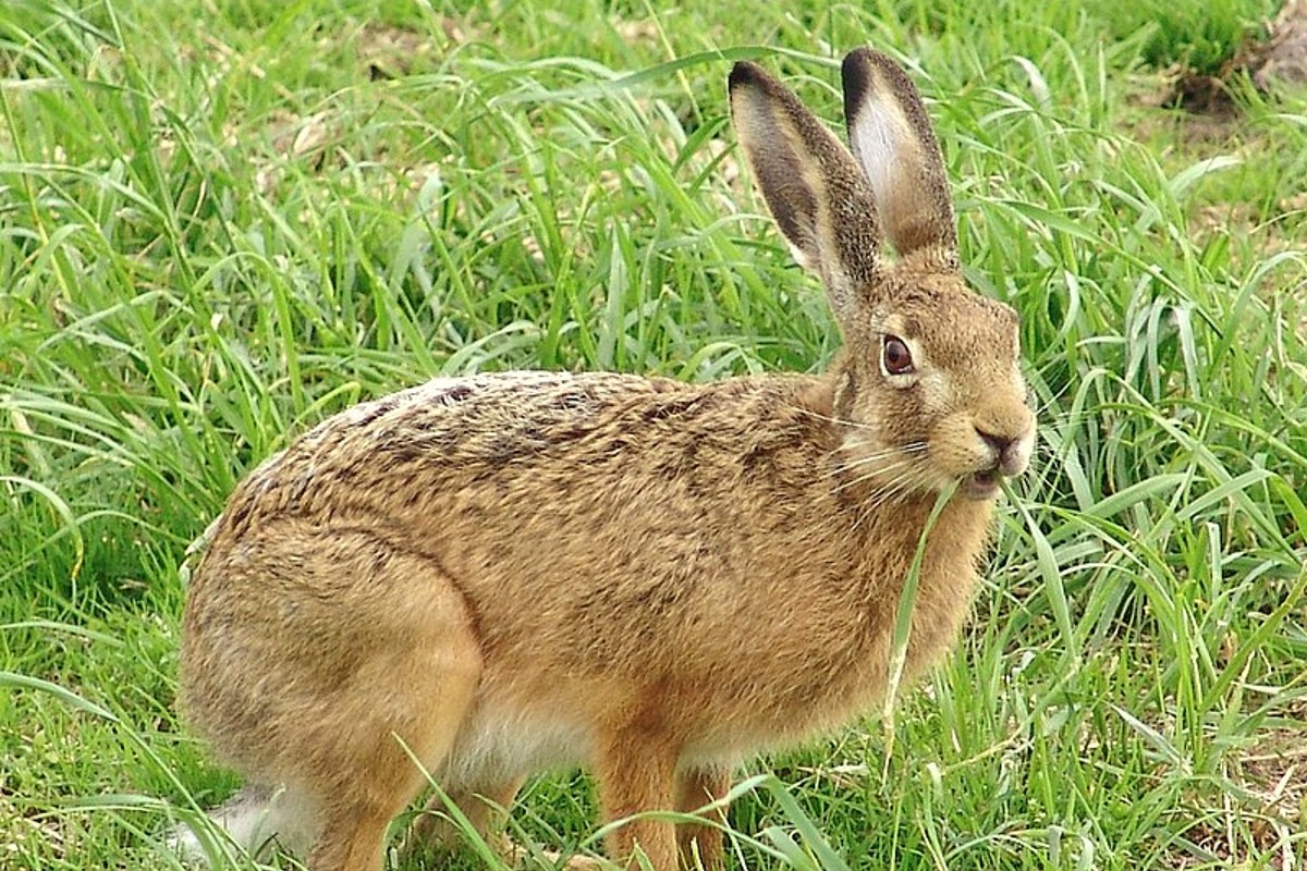 Fernitz - Tierquälerei der heftigen Art