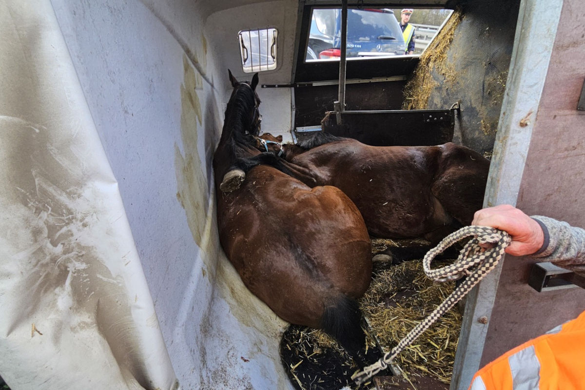 Gössendorf – Pferdeanhänger kippt nach Unfall auf der A2 um