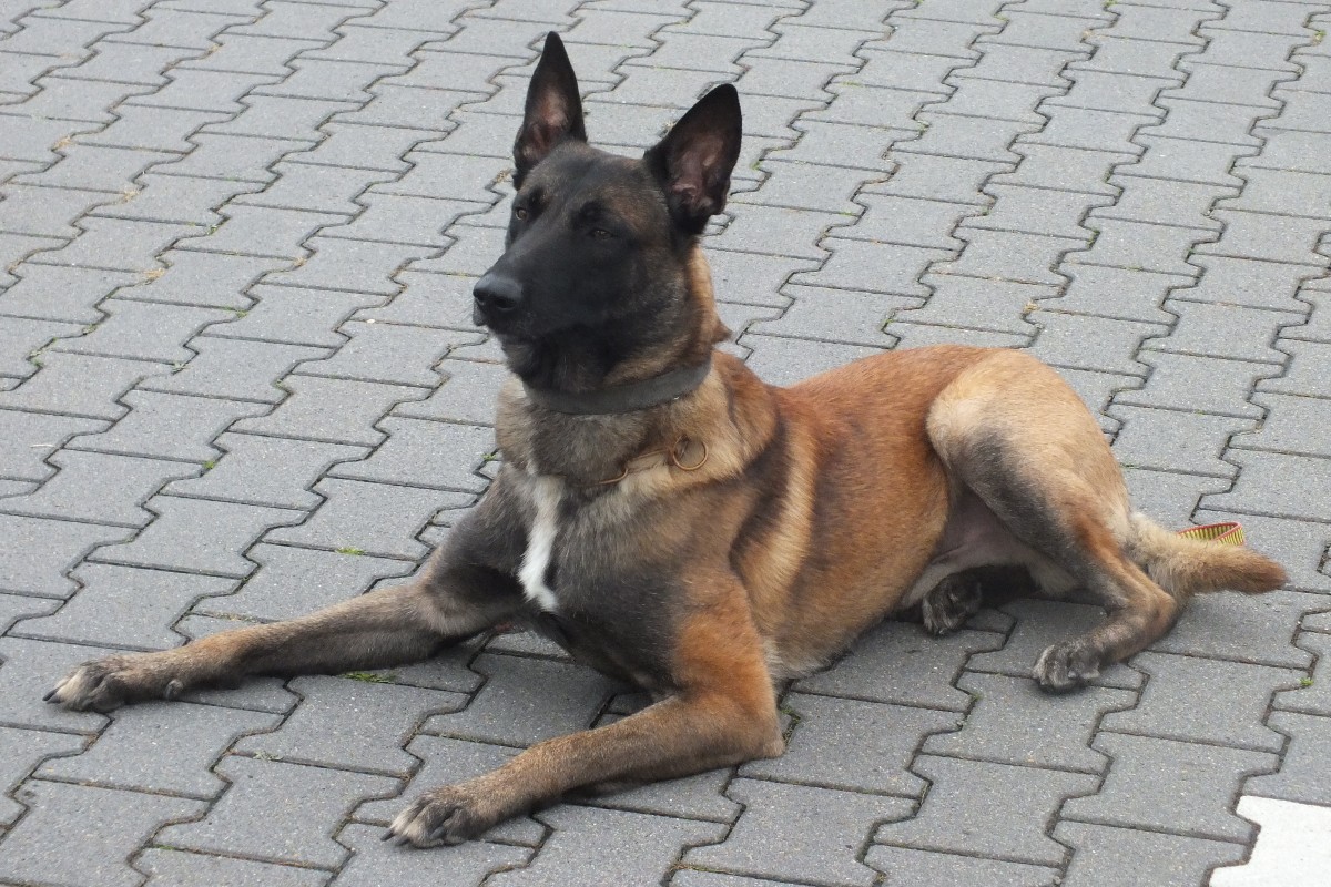 Osnabrück – Raptor stellt Drogenkurier