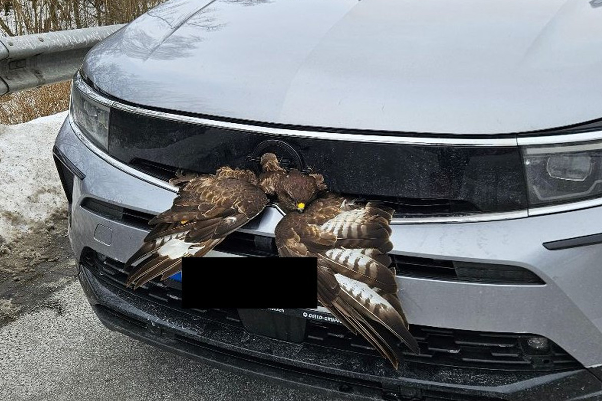 A20 Badendorf – Bussard überlebt Kollision mit Auto