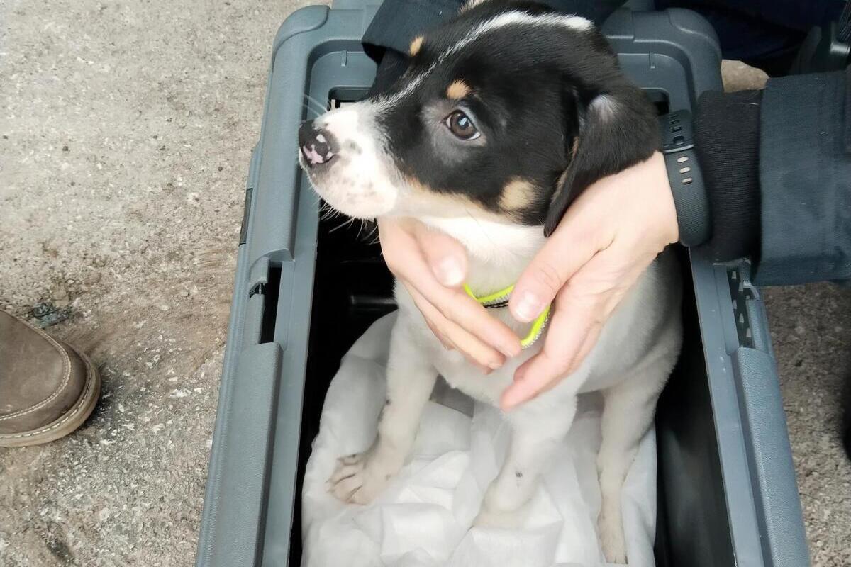Bezirk St. Pölten – Polizei rettet Hund aus lebensgefährlicher Lage