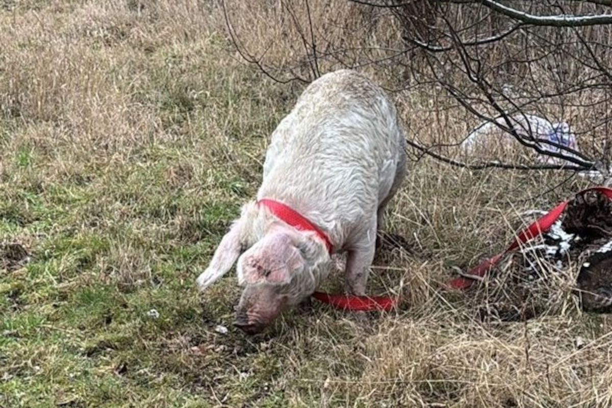 Bad Harzburg – Ausgebüxte Schweine sorgen für Einsatz