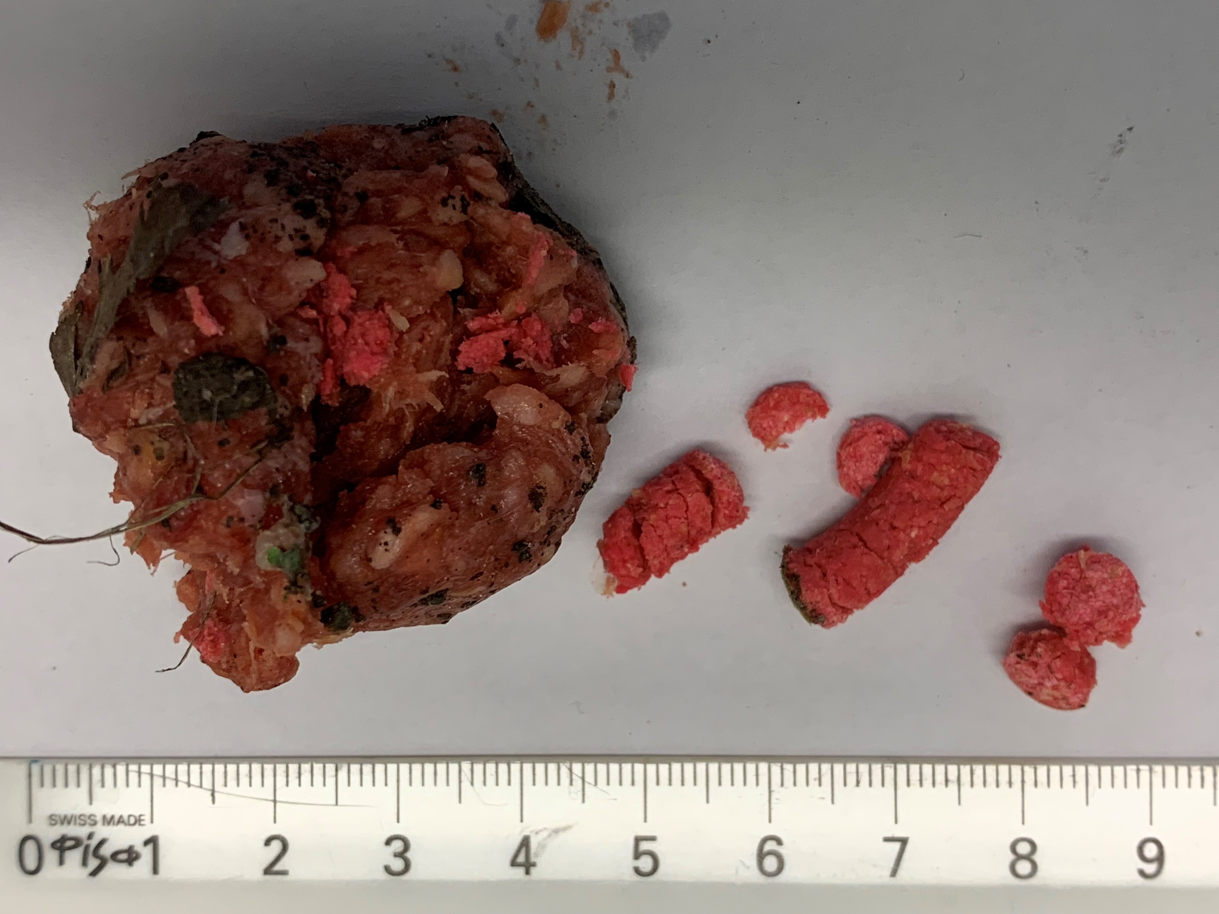 Tierhasser in der Stadt Zürich - Präparierte Fleischköder in den Kreisen 10 und 6 sichergestellt 