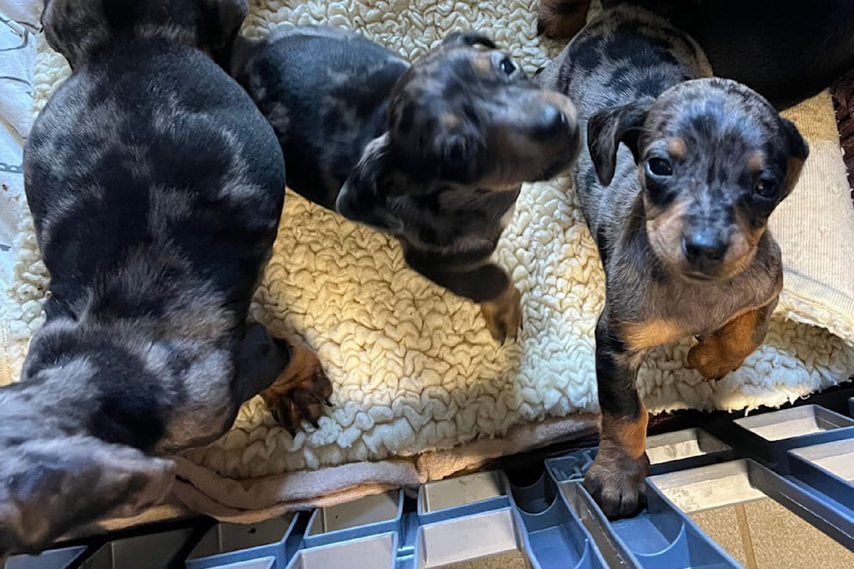 Öhringen BW – Zeugen zu sechs ausgesetzten Welpen gesucht