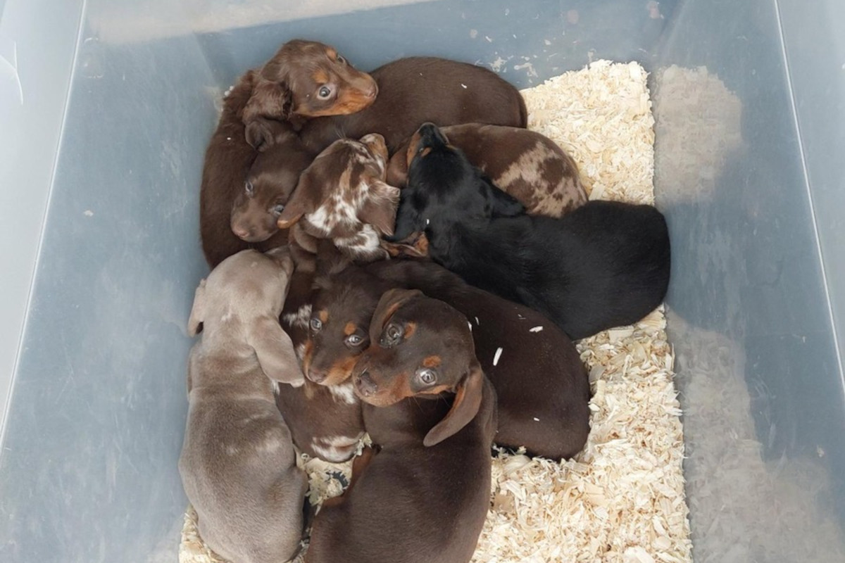 Podrosche – Hundewelpen bei Grenzkontrolle entdeckt