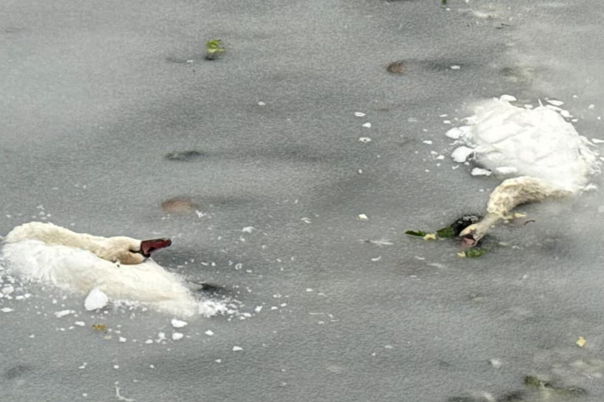 berlin-mindestens-sieben-schw-ne-im-eis-verendet