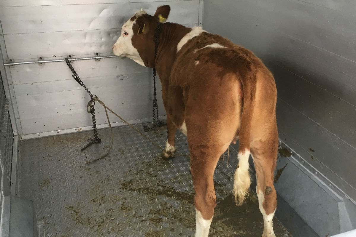 Frauenfeld TG - Mehrere Tiertransporter kontrolliert